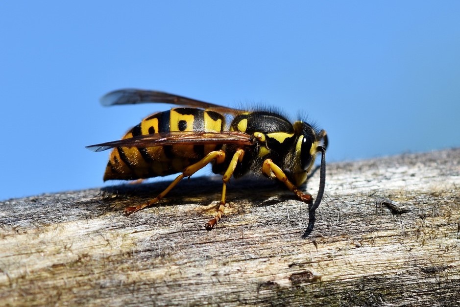 Wasp Extermination In The Beaches
